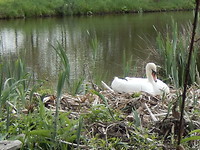 Zwaan op nest!