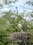 Op wacht!