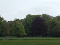 Prachtige monumentale bomen!