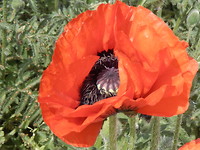 Papaver!