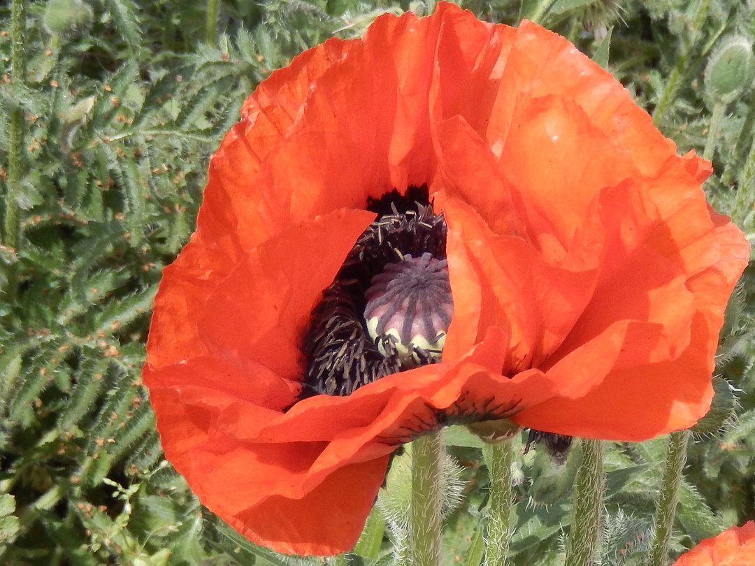 Papaver!