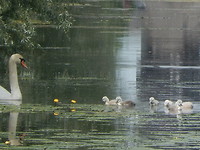 Zwaan met jong!