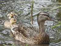 Lief!