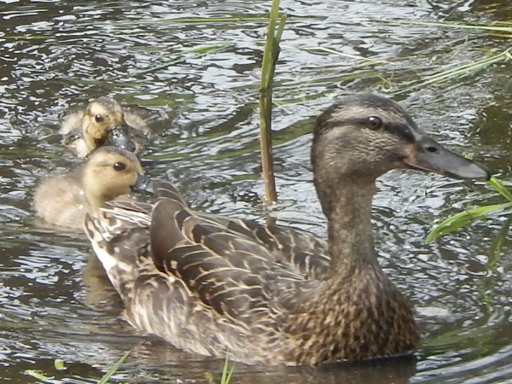 Lief!