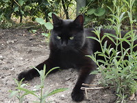 Zorro!