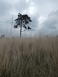 Het gras op de voorgrond wordt pijpenstrootje genoemd!