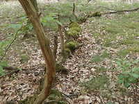 Veel kreupelhout met verschillende mossoorten!
