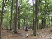 Het grote donkere bos!