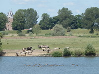 Konikpaarden aan de oever van de afgetakte Maas,op de achtergrond Loevestein!