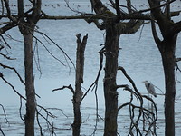 Reiger!