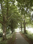 Mooi stukje met de kastanjebomen!