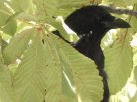 Slimme vogel!