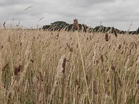 Mooie grassoorten!
