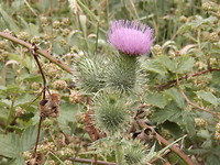 Mooie distel!
