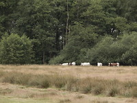 Koetjes in de wei!