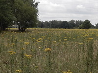 Veld vol Jacobskruiskruid!