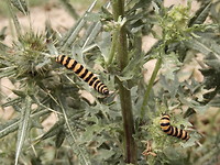 Rupsen op een distel!