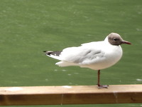 Meeuw op de Westwal!