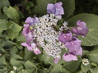 Hortensia!