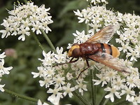 Hoornaar!