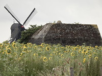 Zonnebloemen, kazemat en waterwipmolen!