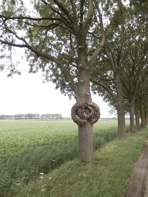 Uitgroeisel!