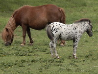 Gekke pony!