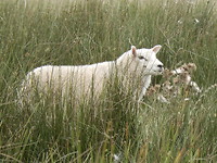 Laatste schaap!