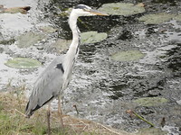 Reiger!