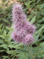 Zomaar een bloemetje!