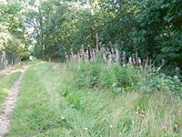 Wandelroute!