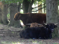 Langharige grasmaaiers!