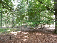 Mooi plekje in het bos!