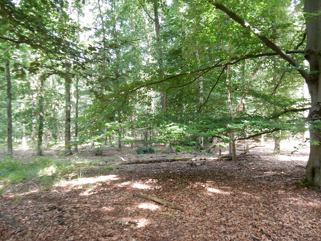 Mooi plekje in het bos!