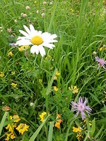 Veel wilde bloemen!