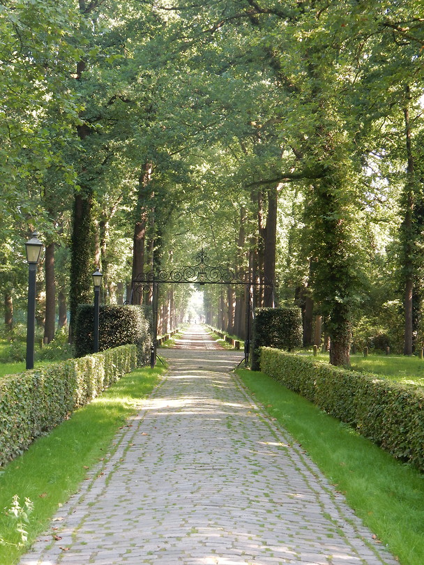 Statige laan met de eikenbomen!