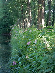 Slotgracht met Reuze Springbalsemien!