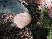 Kleine Aardappelbovist!