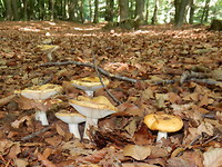 Het lijkt wel herfst!
