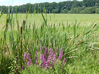 Sigaren met Kattestaarten!