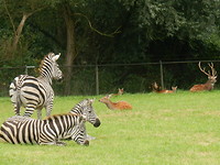 Wilde Beesten!
