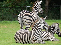 Zebra's!