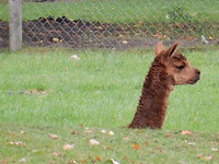 Aparte Alpaca!