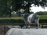 Wilde Bok!