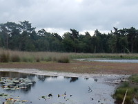 Hazenputten!