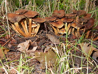Herfst!