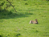 Natuurgebied De Steenwaard!
