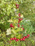 Herfst!