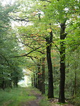 De bomen beginnen te kleuren!