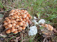 Herfst!